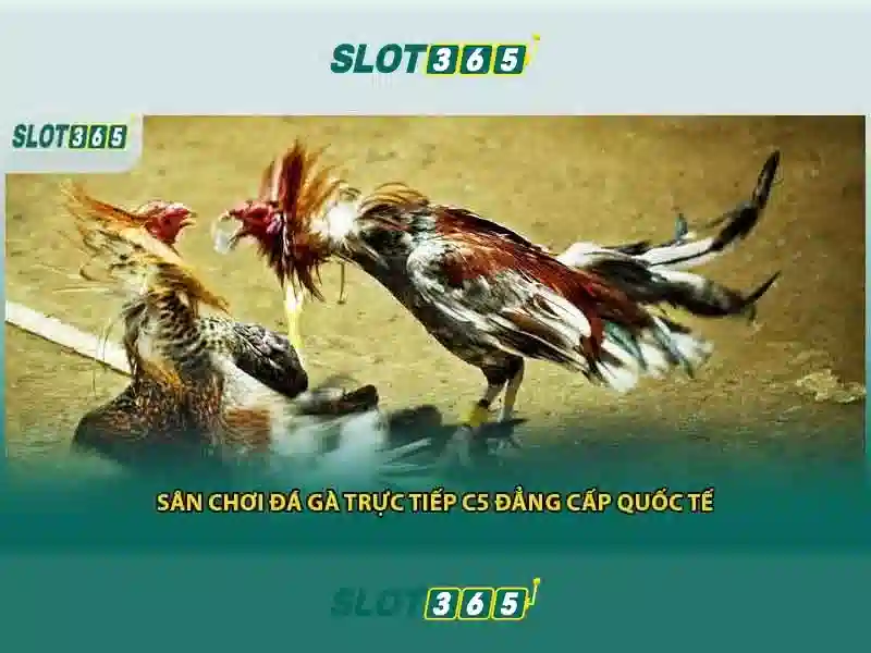 live slot365 - Trải nghiệm và đánh giá nền tảng Slot365